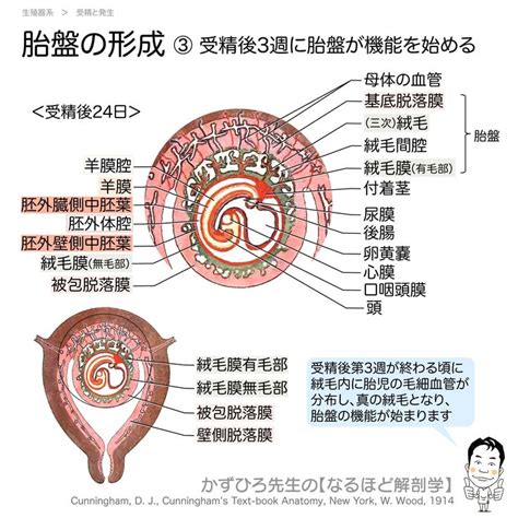 動物胎盤|哺乳類の胎盤形成にはウイルスが関与しており、その。